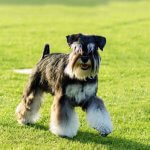 Schnauzer Miniatura