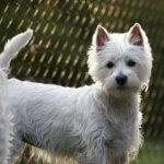 West Highland White Terrier