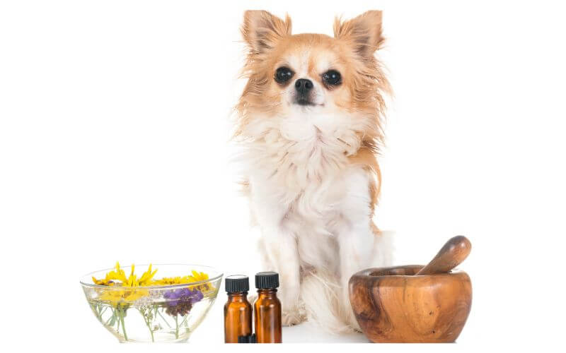 Aceite de Salmon para Perros