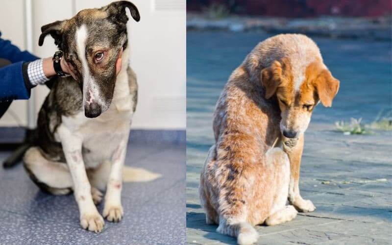 artritis en perros