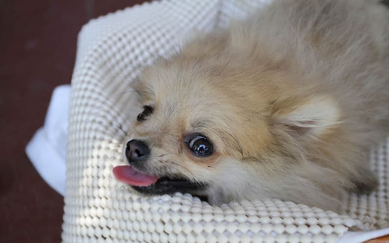 artritis en perros