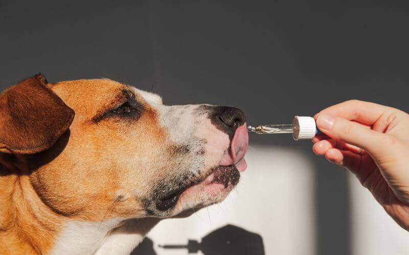 leishmaniasis perros
