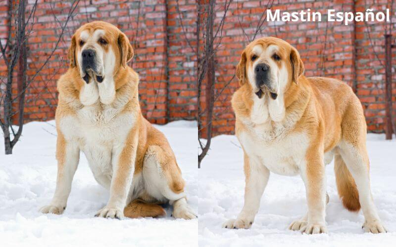 tipos de mastin