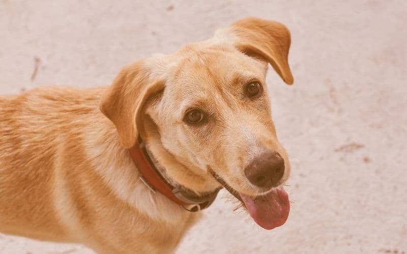 mi perro vomita