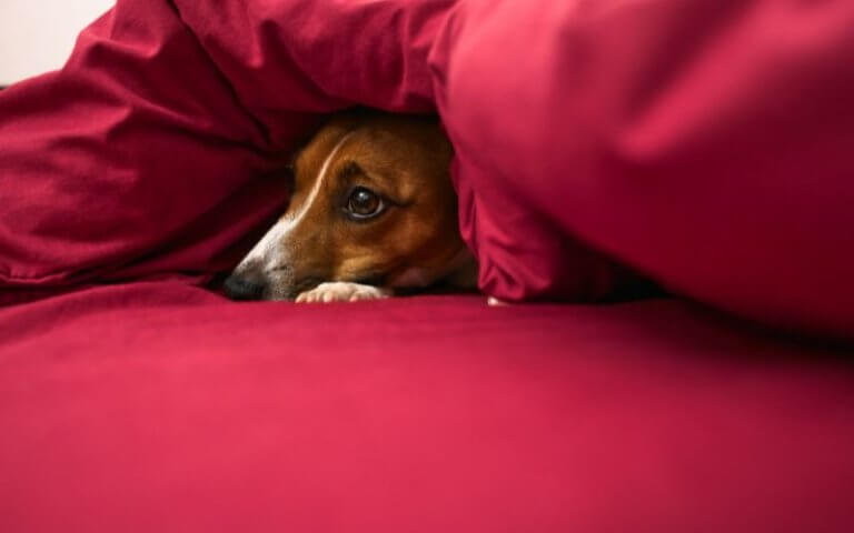 ansiedad por separacion perros