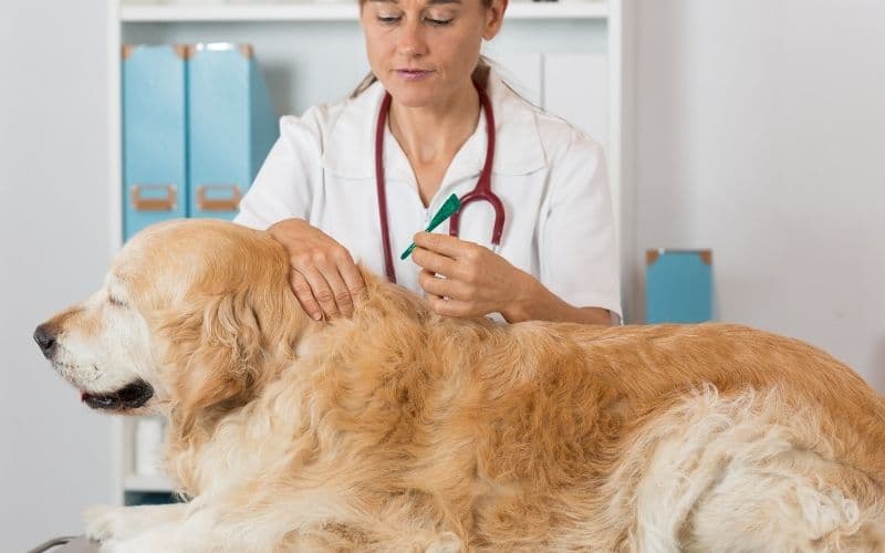 antiparasitario interno perros