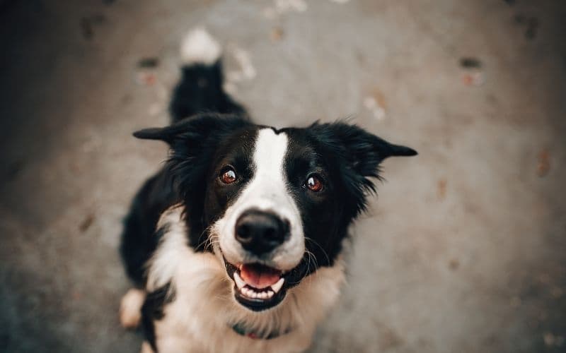 ataques epilepticos en perros