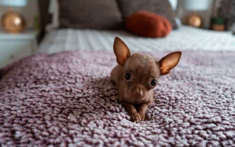 bebés chihuahuas