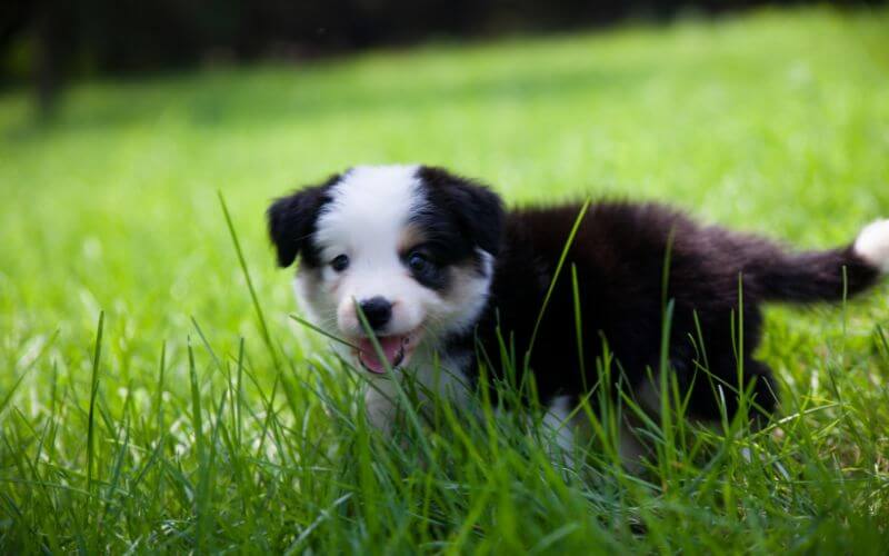 cachorros de border collie