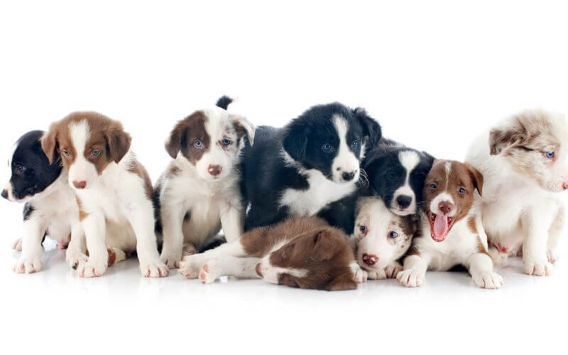 cachorros de border collie