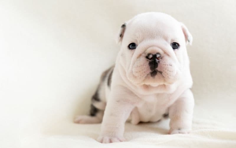 bulldog ingles cachorro