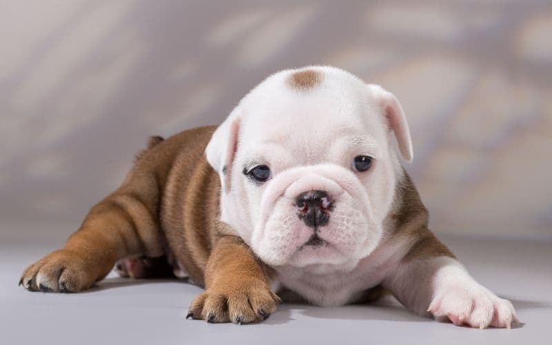 bulldog ingles cachorro