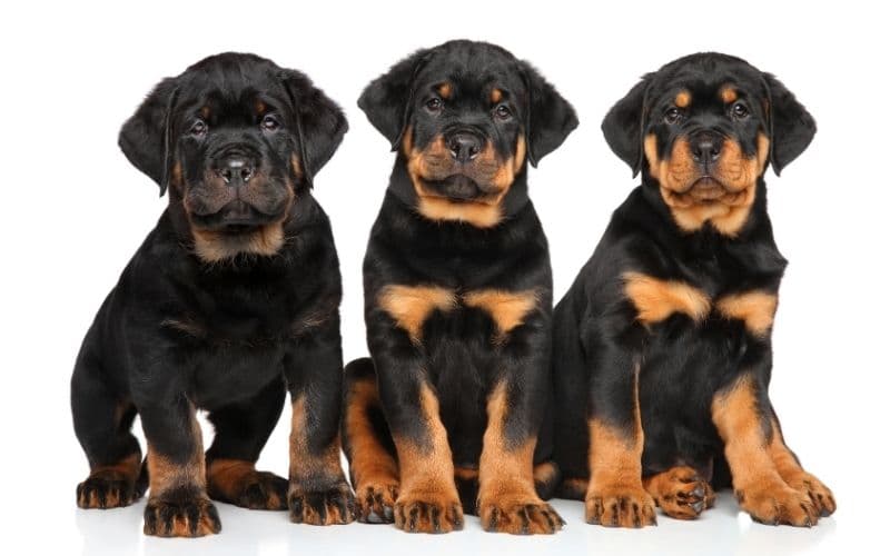 cachorro rottweiler