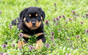 cachorro rottweiler