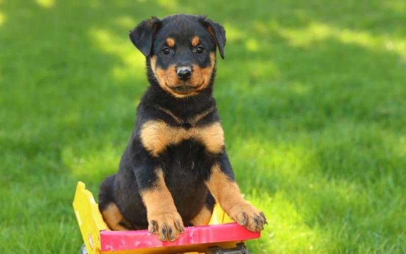 cachorro rottweiler