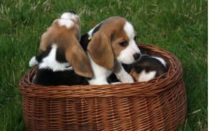 cachorros beagle