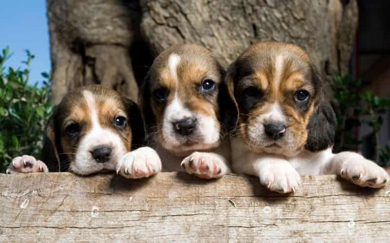 cachorros beagle