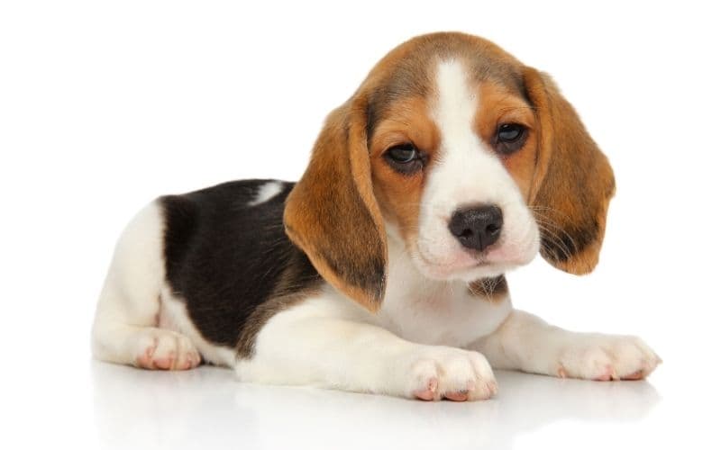 cachorros beagle