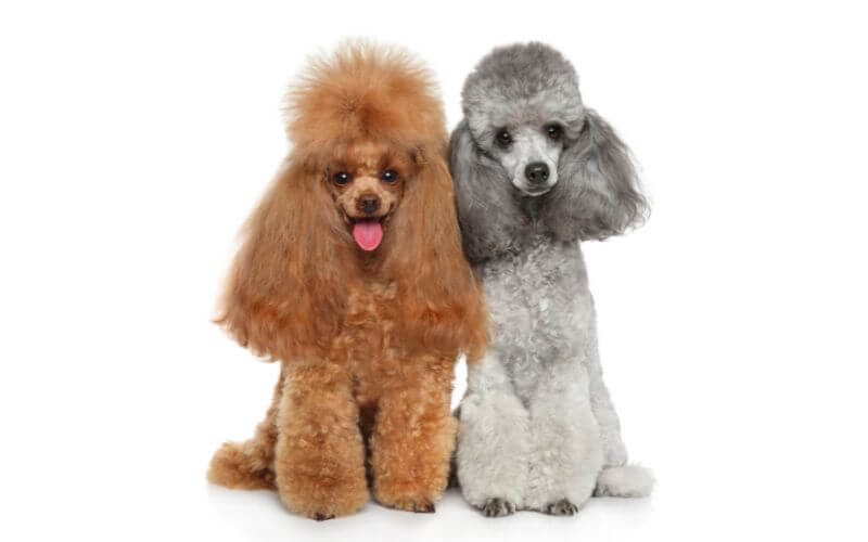 caniche toy marrón