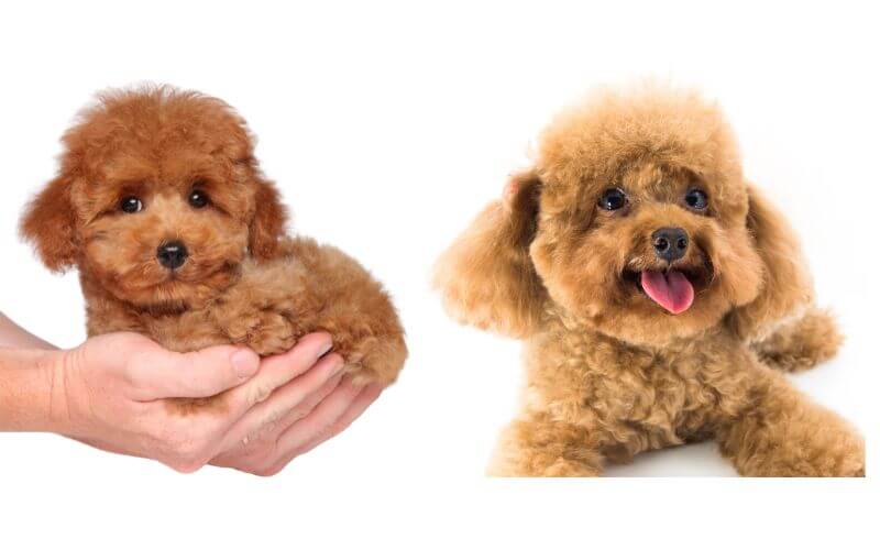 caniche toy marrón