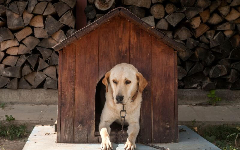 caseta perro exterior