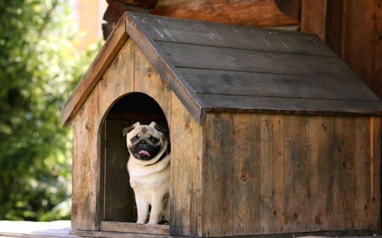 caseta perro exterior