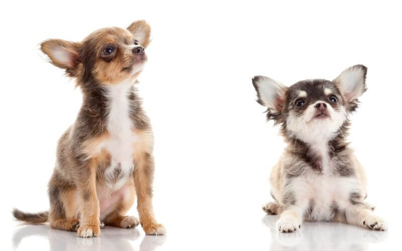 2 perros bebes