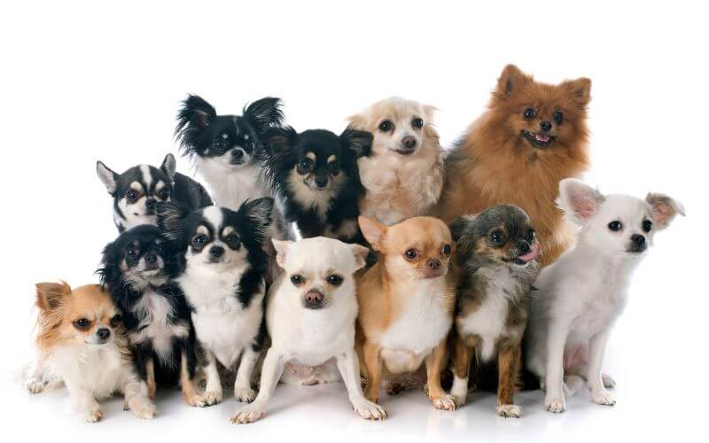 12 perros pequeños en fondo blanco