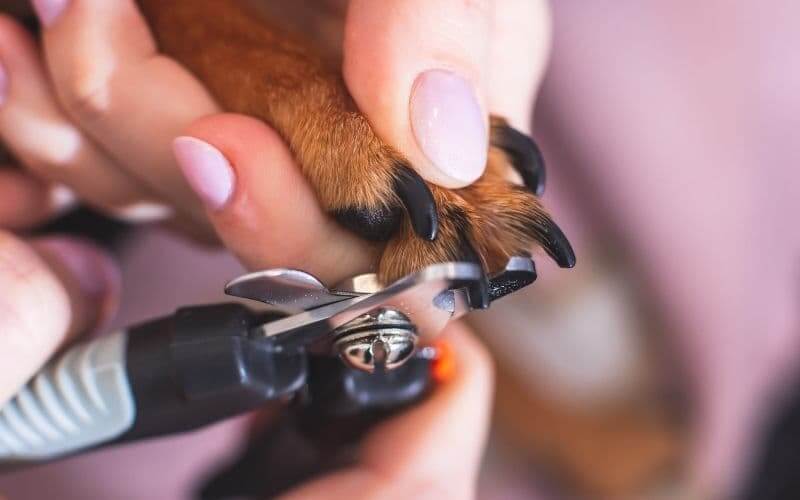 como cortarle las uñas a un perro