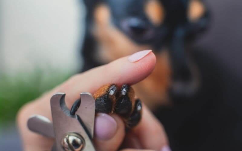 como cortarle las uñas a un perro