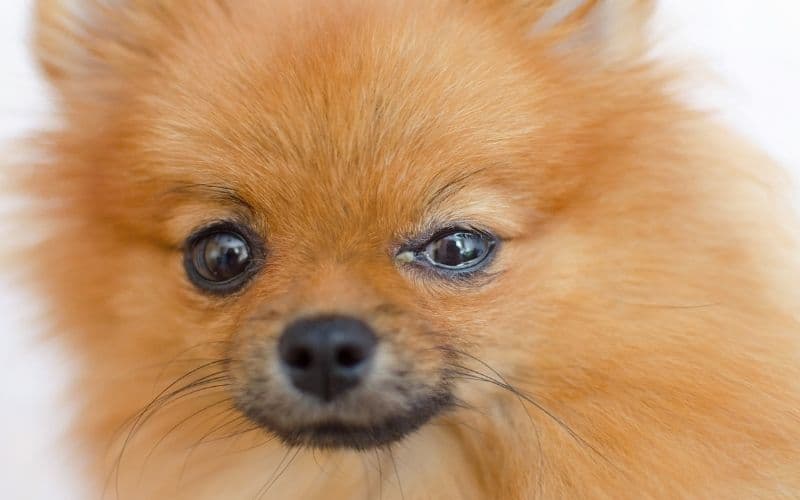 conjuntivitis perro
