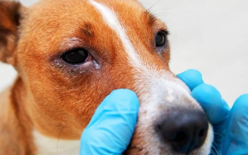 conjuntivitis perro