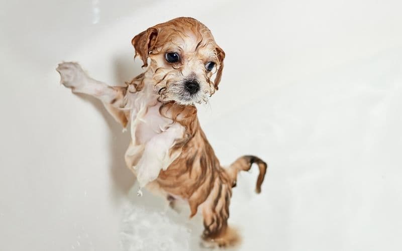 cuando se puede bañar a un cachorro        