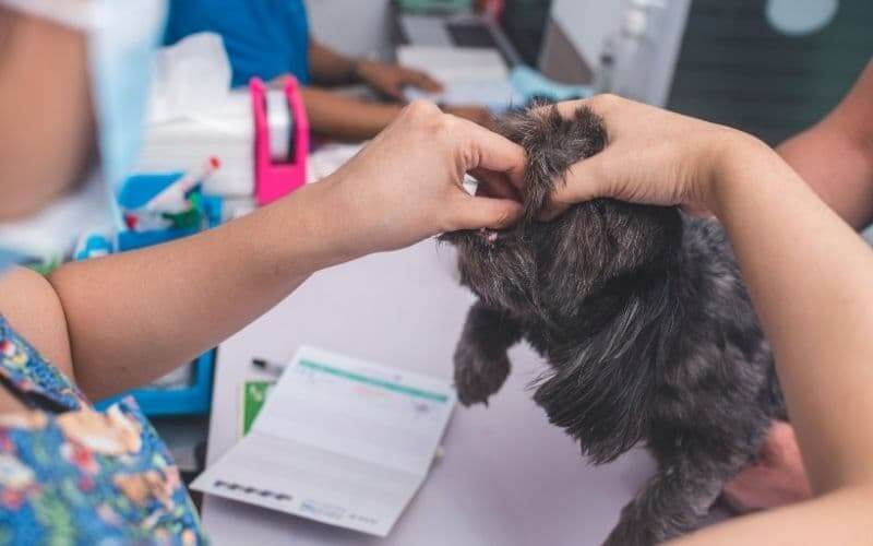 desparasitar perros