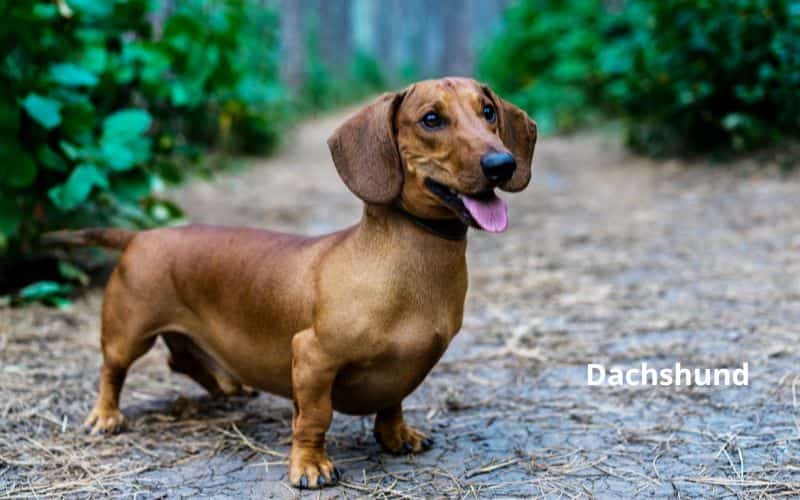 razas de perros pequeños que no crecen