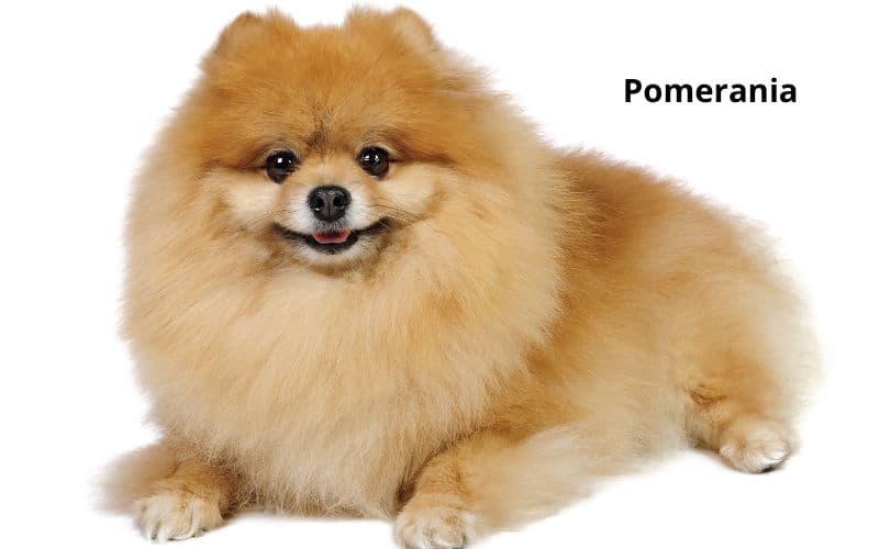 imágenes de perros pequeños que no crecen