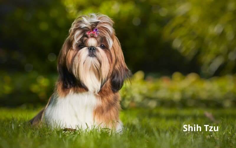 razas de perros pequeños que no crecen