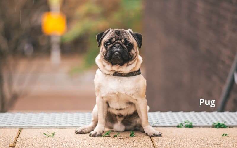 razas de perros pequeños que no crecen