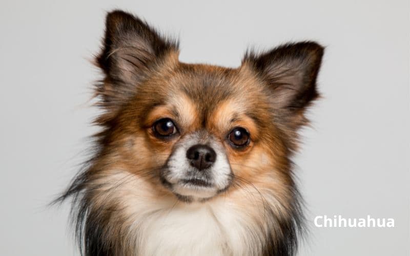 razas de perros pequeños que no crecen