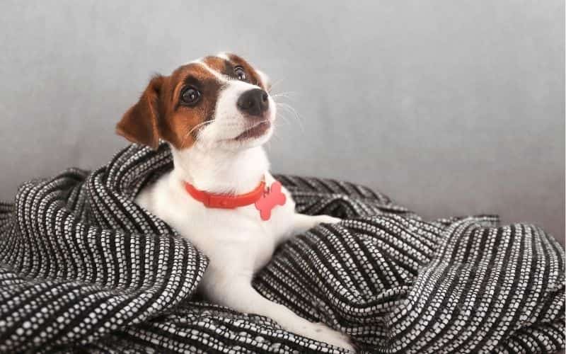 jack rusell terrier