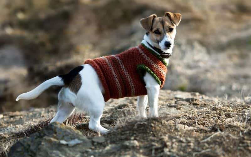 jack rusell terrier