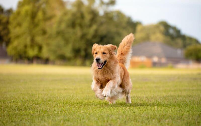 labrador golden