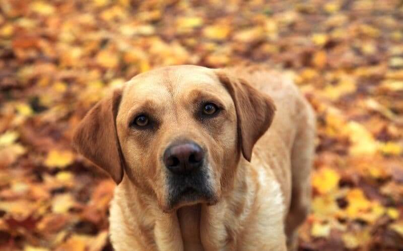 labrador golden