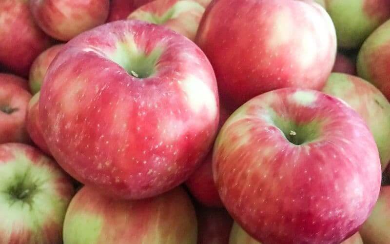 los perros pueden comer manzana     
