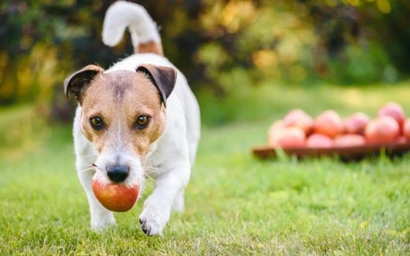 los perros pueden comer manzana     