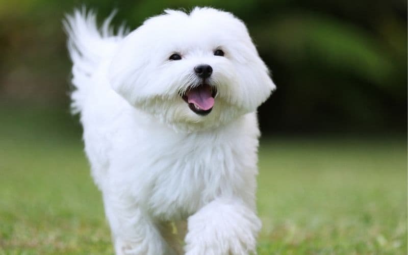 maltes perro