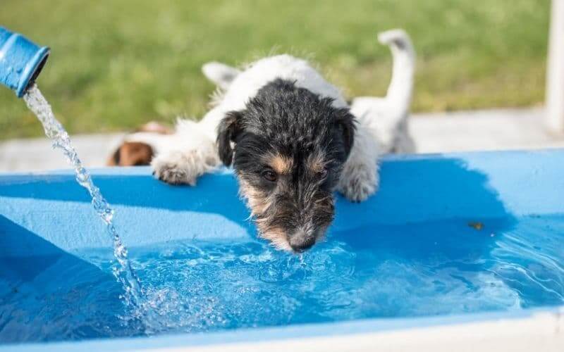mi perro bebe mucha agua