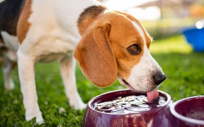mi perro bebe mucha agua