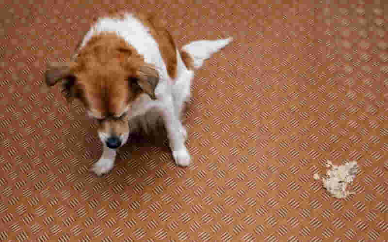 un perro enfermo