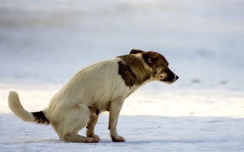  perro con  diarrea